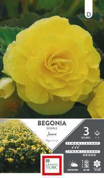 Bégonia Double Jaune 5/6 x3