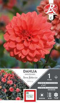 Dahlia nain double Terra Botanica Fleurs de France