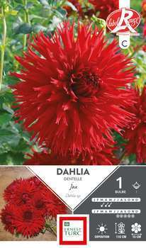 Dahlia Dentelle Jax Fleurs de France I x1