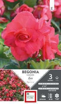 Bégonia Cascade Rose 5/6 x3
