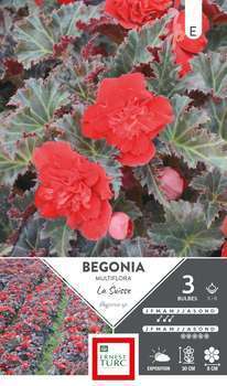 Bégonia multiflora la Suisse 5/6 x3