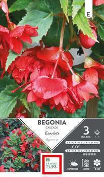 Bégonia Cascade Ecarlate 5/6 x3
