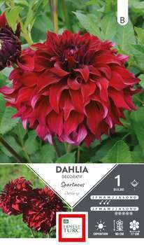 Dahlia Décoratif Spartacus - Fleur XXL I x1