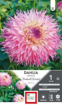 Dahlia Dentelle Pineland's Princess x1