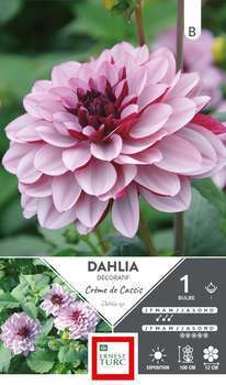 Dahlia Décoratif Crème de Cassis