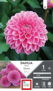 Dahlia Balle Sandra