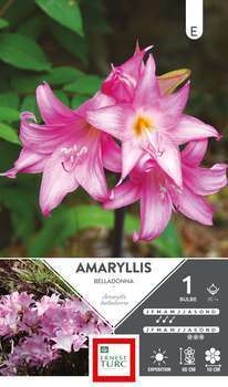 Amaryllis Belladona 20/+ x1