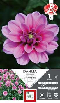 Dahlia nain double Marée Bleue Fleurs de France x1