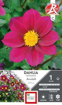 Bulbe dahlia simple Annabelle x1