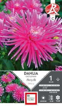 Dahlia cactus nain Harry Bo Fleurs de France x1
