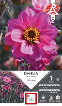 Dahlia nain simple Nirvana Fleurs de France x1