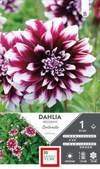 Bulbe dahlia déco Contraste x1