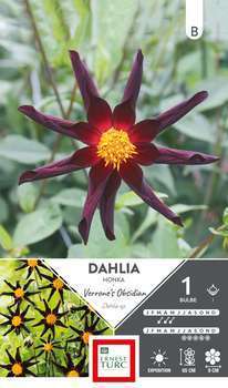 Dahlia Honka Verrone's Obsidian