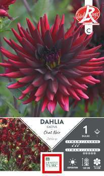 Dahlia Cactus Chat Noir Fleurs de France x1