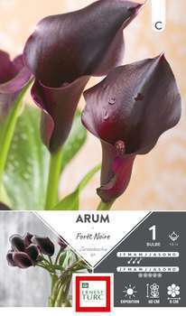 Arum Forêt Noire 14/+ x1