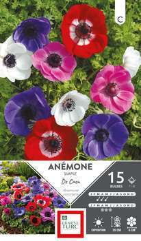 Anémones simples de Caen Variées 7/8 x15