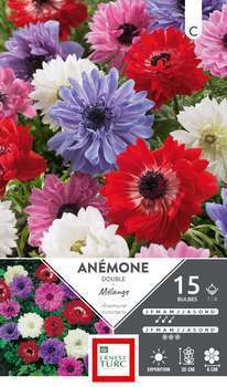 Anémones doubles Sainte Brigitte Variées 7/8 x15