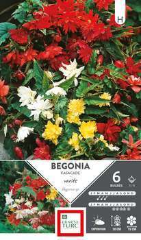 Bégonia cascade mélange 5/6 x6