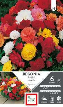 Bégonias doubles en mélange 5/6 x6