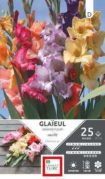 Glaïeuls à Grandes Fleurs Variés 12/14 x25
