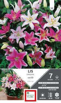 Bulbes de Lis Orientaux Variés 16/18 x7