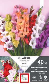 Glaïeuls à Grandes Fleurs Variés 10/12 x40