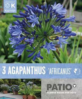 Agapanthe africanus bleu x3 cal. 1