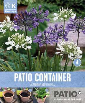 Agapanthe africanus bleu et blanc x3 cal. 1