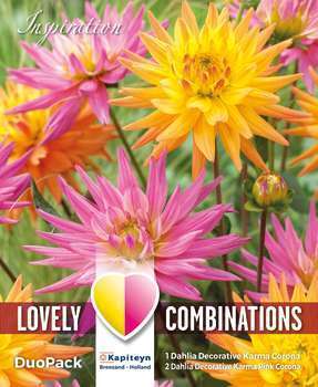 Dahlia decoratif karma x3