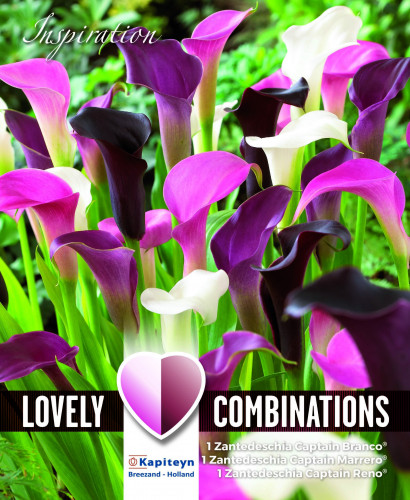 Bulbes d'Arums rose, blanc et noir Zantedeschia X3