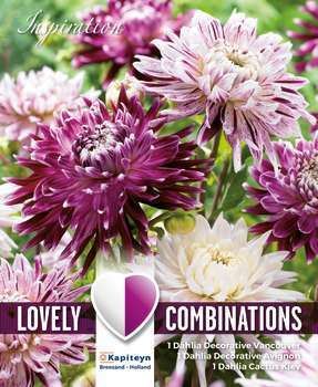 Dahlias decoratifs violet-blanc x3