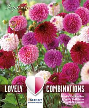 Combi dahlias pompon rose-pourpre x3