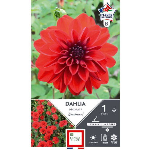 Bulbe de Dahlia décoratif Bacchanal x1