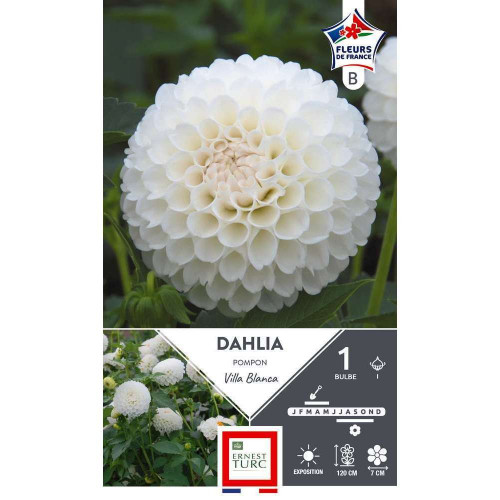 Bulbe de Dahlia pompon Villa blanca x1