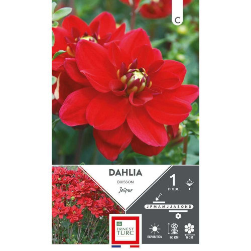Bulbe de Dahlia buisson jaipur x1