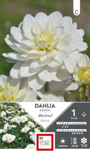 Bulbe de Dahlia Buisson Montreuil I x 1