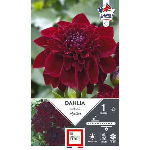 Bulbe de Dahlia alvéolé Mystère x1
