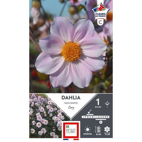 Bulbe de Dahlia nain simple Cory x1