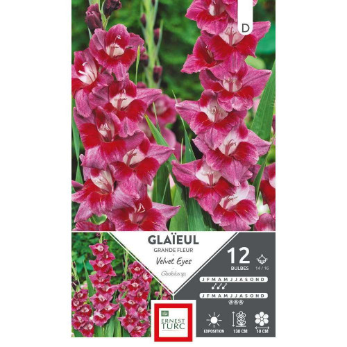 Bulbes de Glaieul velvet eyes 14/16 X12