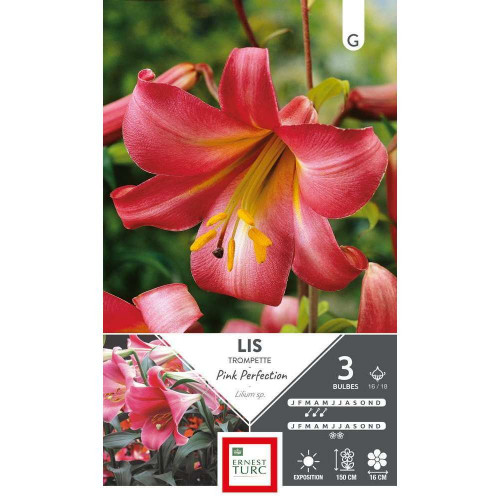 Bulbes de Lys pink perfection x 3
