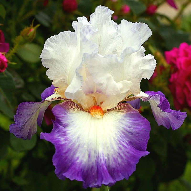 IRIS NOUVELLE VAGUE
