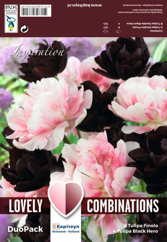 Bulbes de tulipes doubles noirs et rose - x12