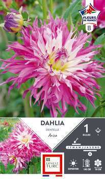 Dahlia Dentelle Arica Fdf I X1