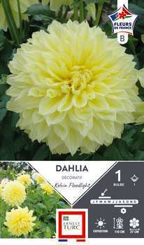 Dahlia Dec. K. Floodlight Fdf X1