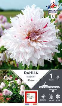 Dahlia Deco Riviera Fdf I X1