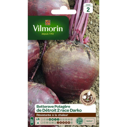 Graines de Betterave de Détroit 2 race Darko