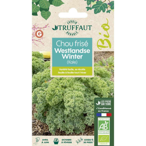 Graines de Chou Frisé (Kale) Westlandse Winter Bio