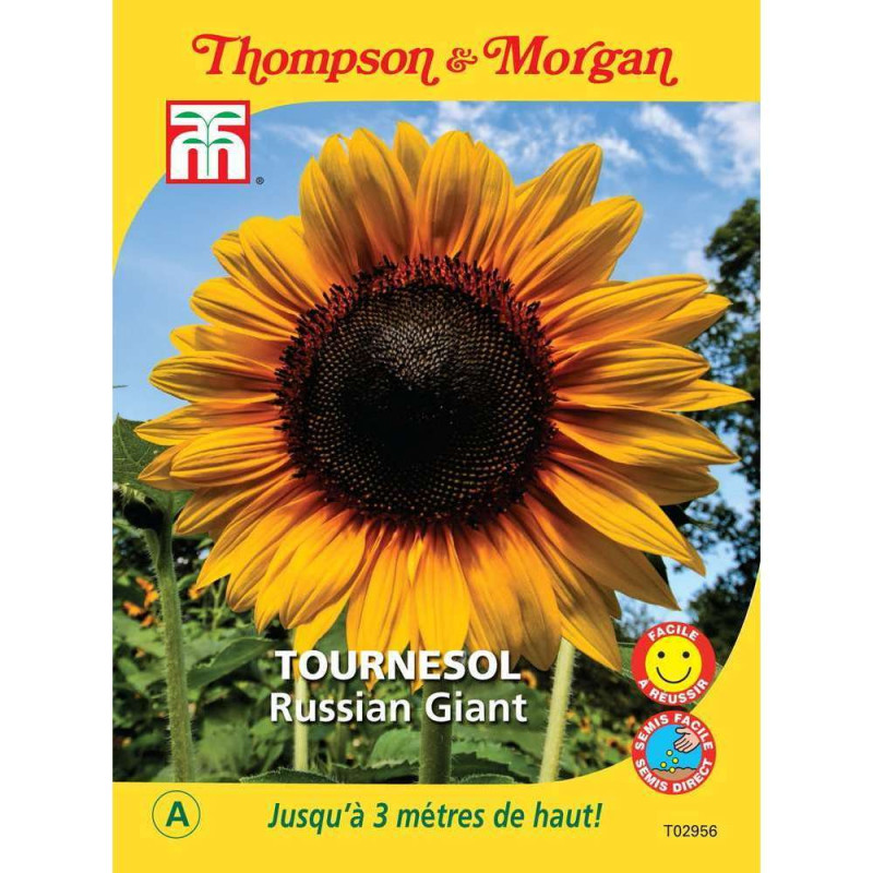 Graines de Tournesol Russian Giant