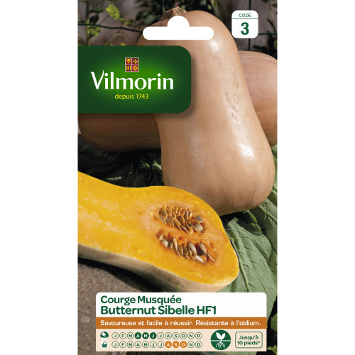 Graines de courge musquée Butternut sibelle F1