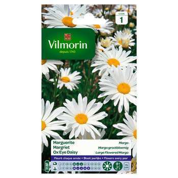 Chrysanthème Grande marguerite Margo : en sachet